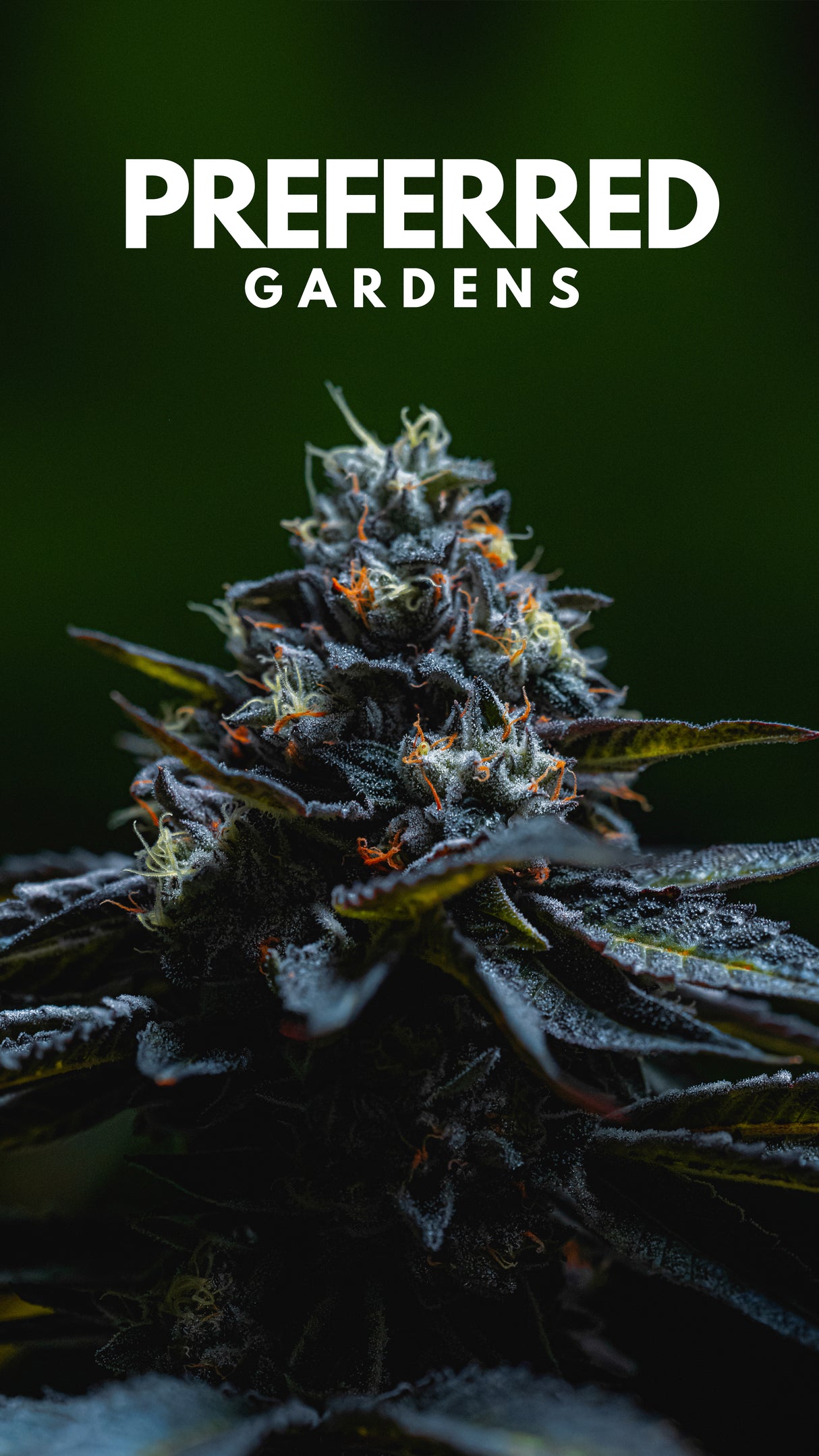 WALLPAPER 10 PACK *$0 Digital Download*