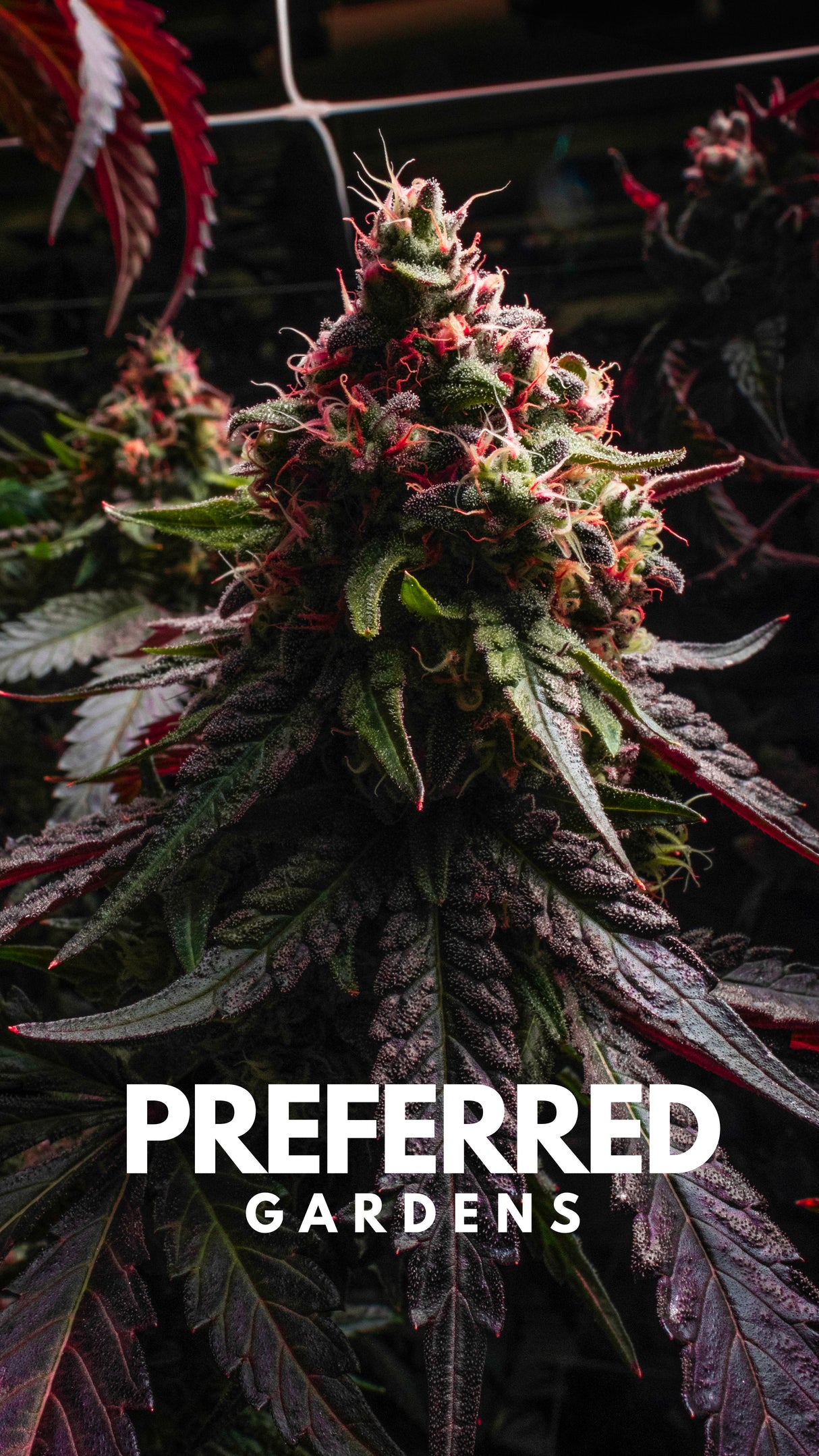 WALLPAPER 10 PACK *$0 Digital Download*