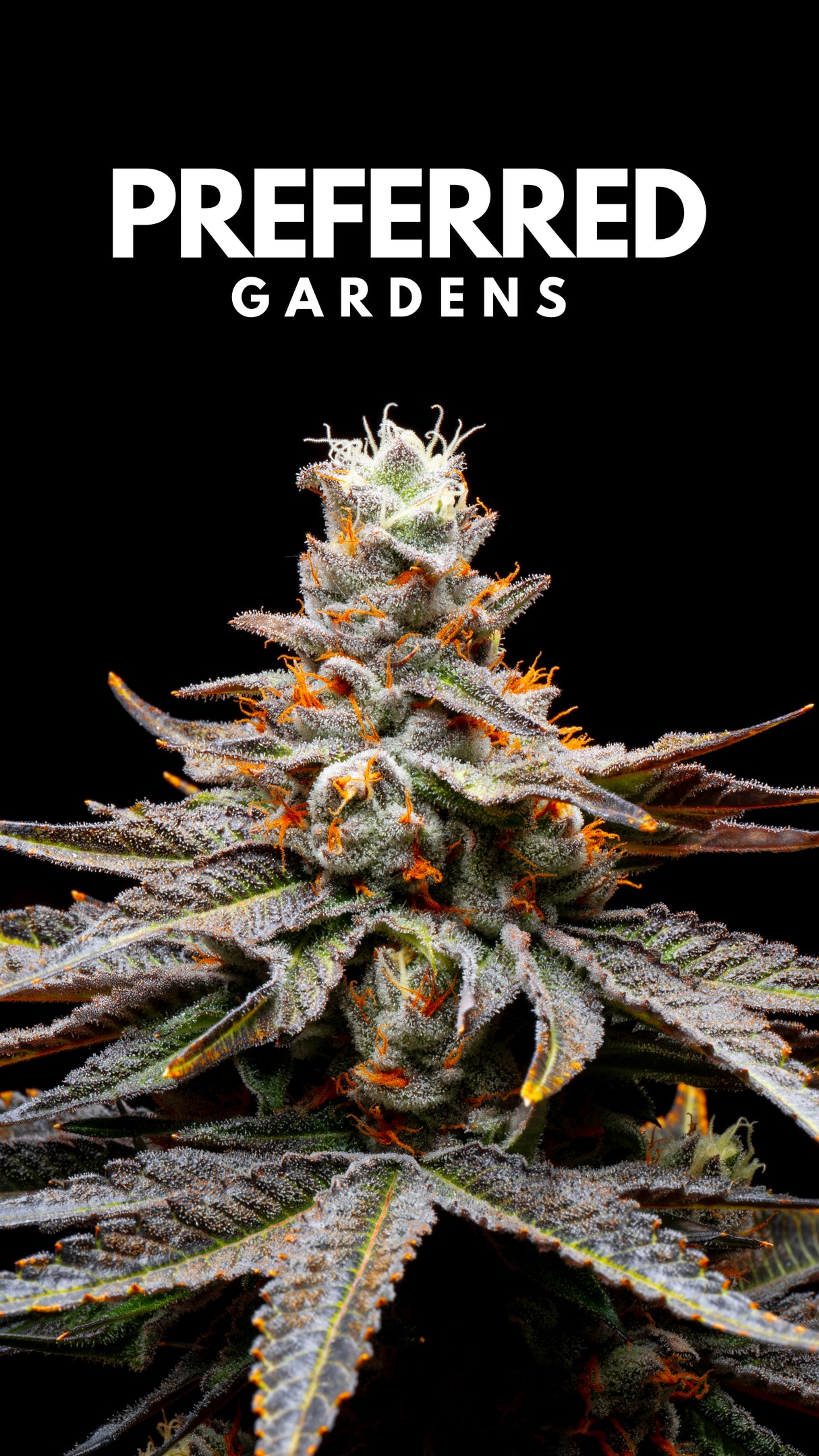 WALLPAPER 10 PACK *$0 Digital Download*