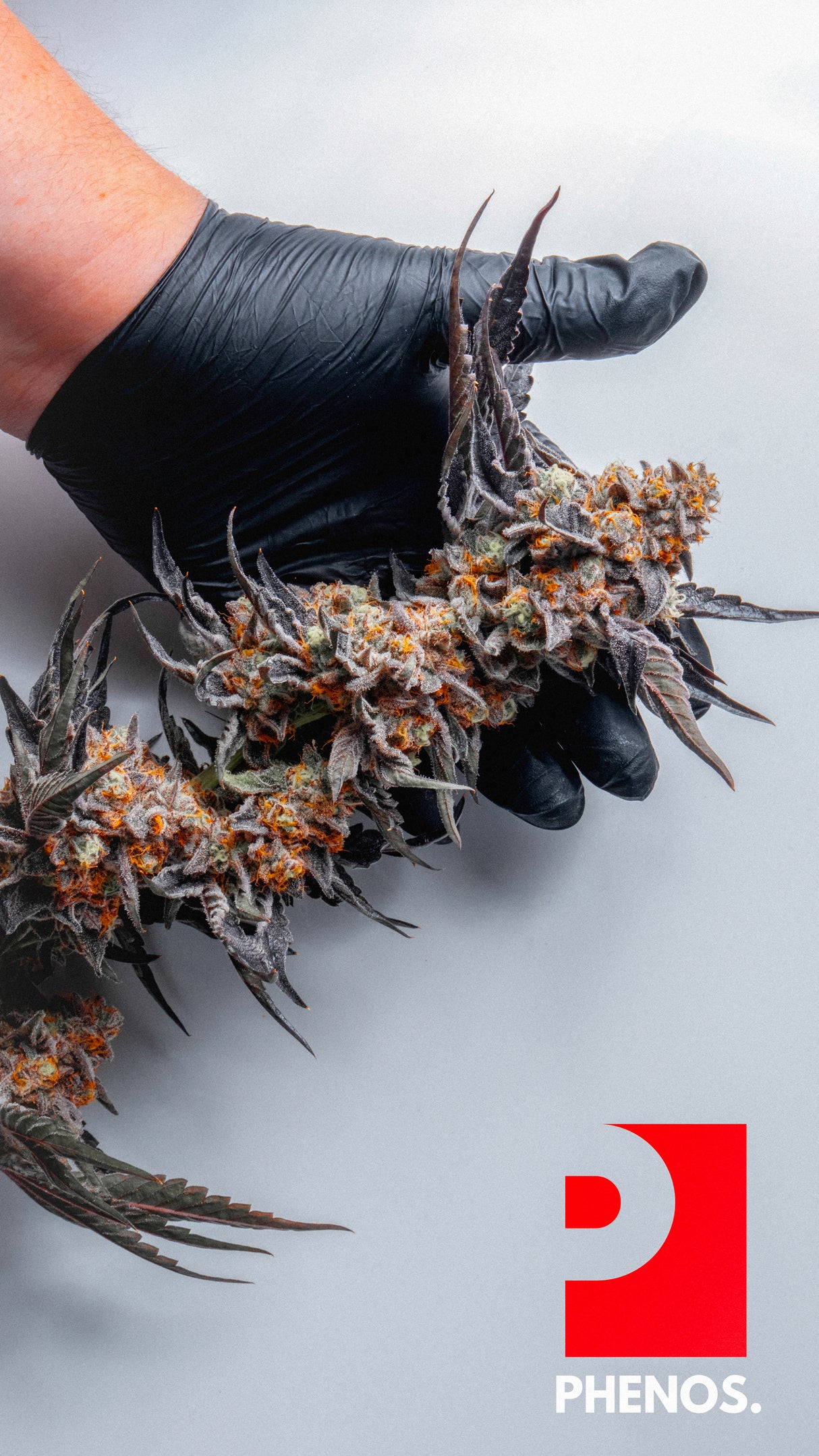 WALLPAPER 10 PACK *$0 Digital Download*