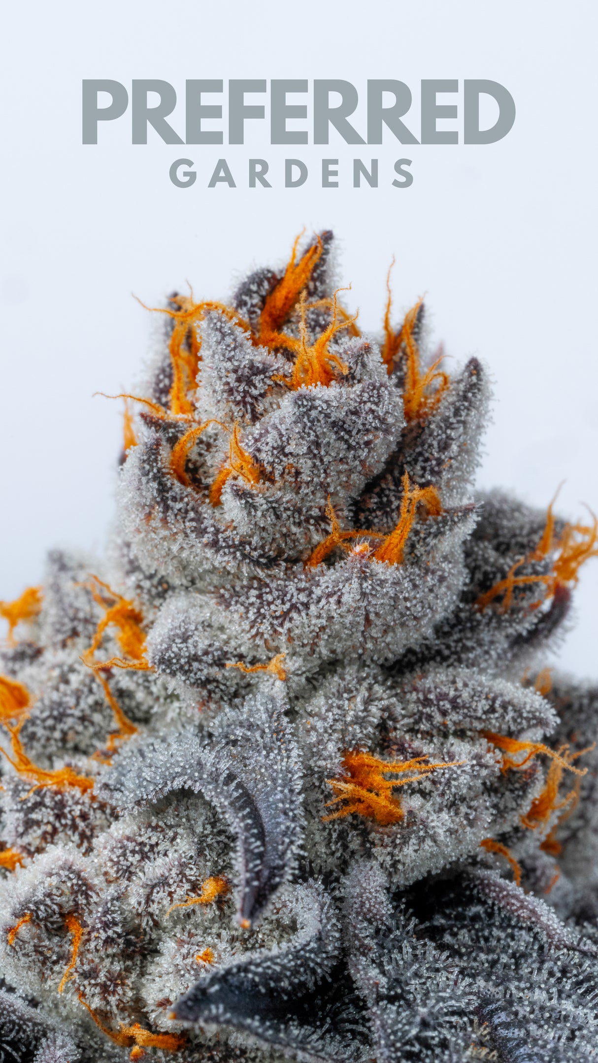 WALLPAPER 10 PACK *$0 Digital Download*