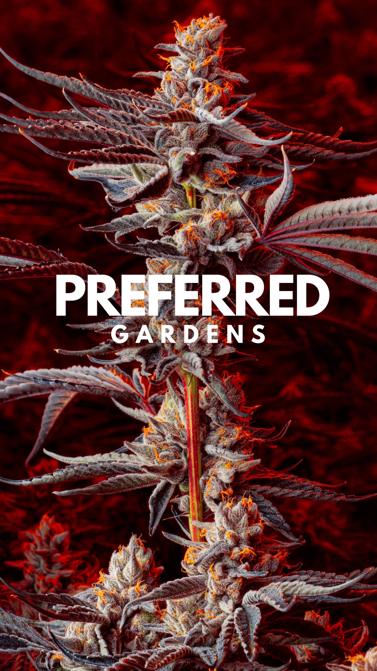 WALLPAPER 10 PACK *$0 Digital Download*