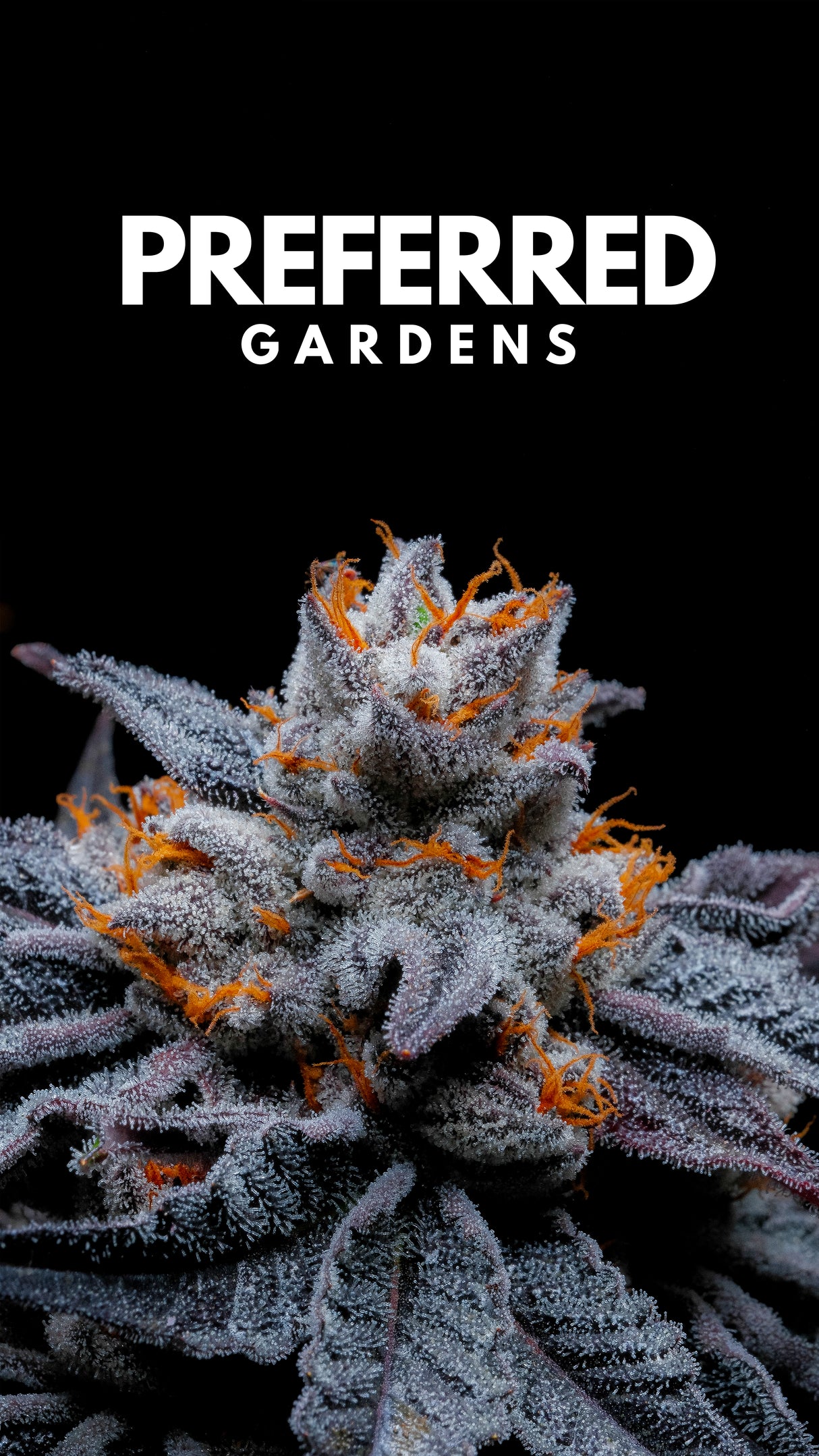 WALLPAPER 10 PACK *$0 Digital Download*