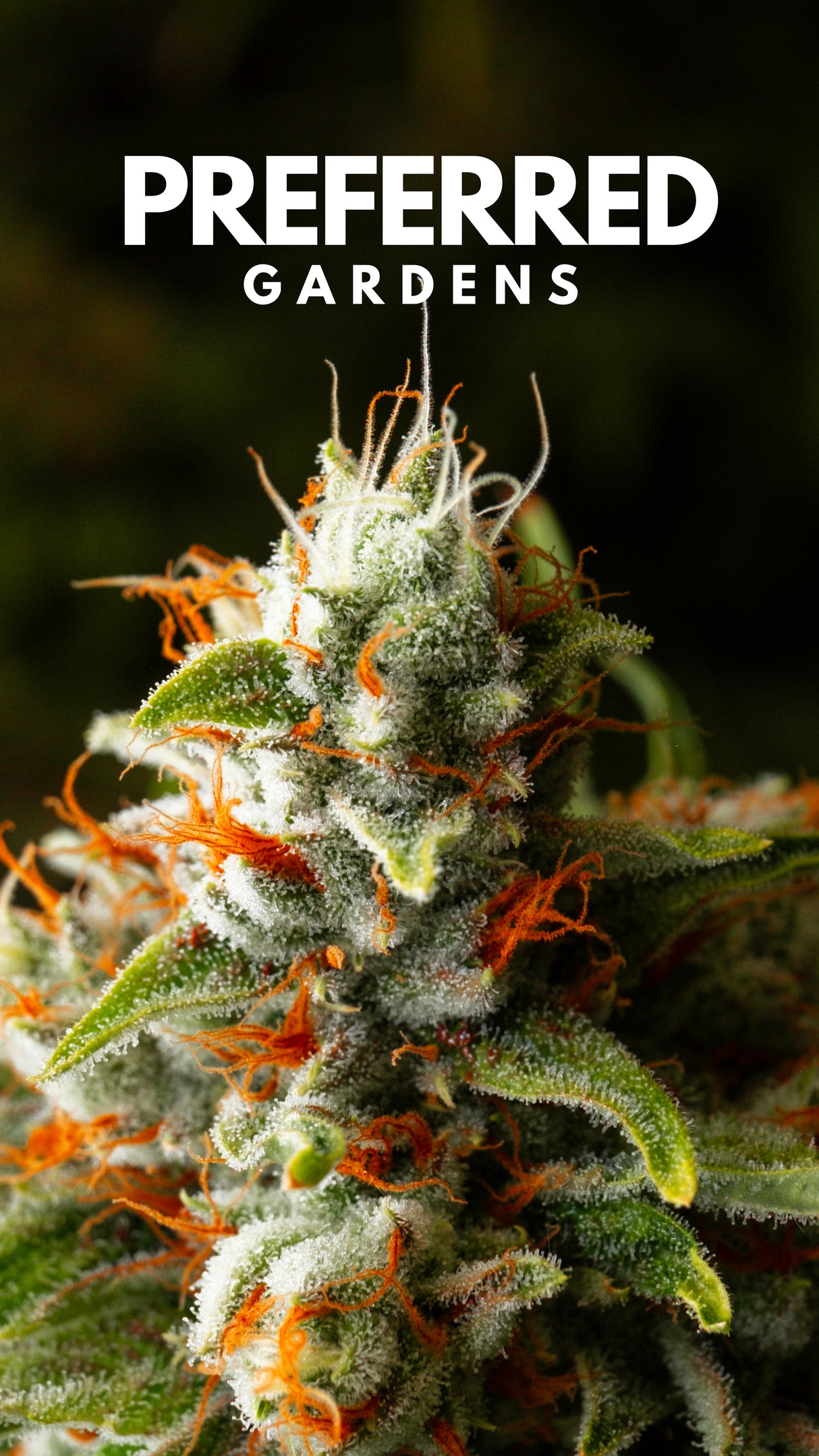 WALLPAPER 10 PACK *$0 Digital Download*