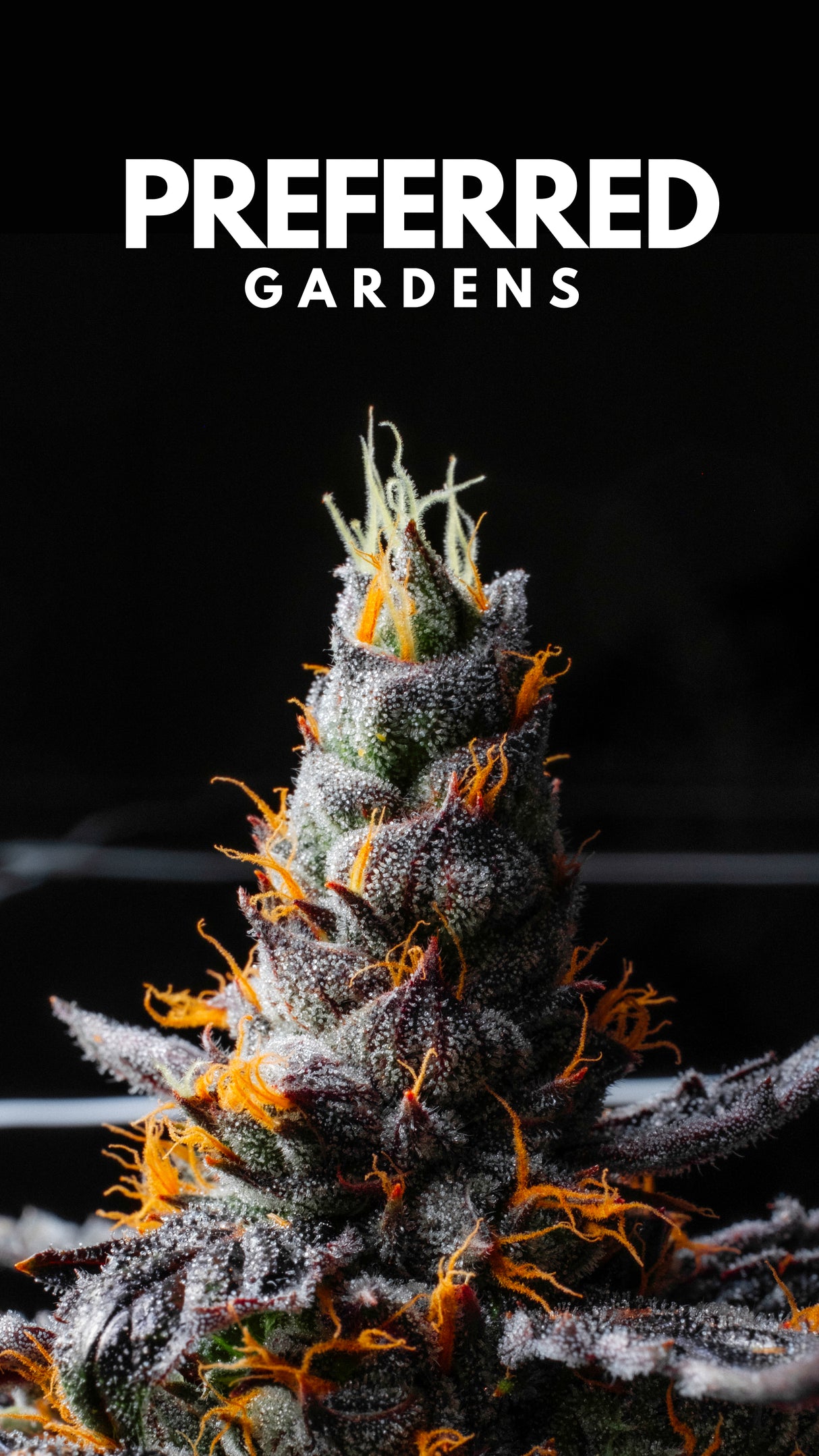 WALLPAPER 10 PACK *$0 Digital Download*