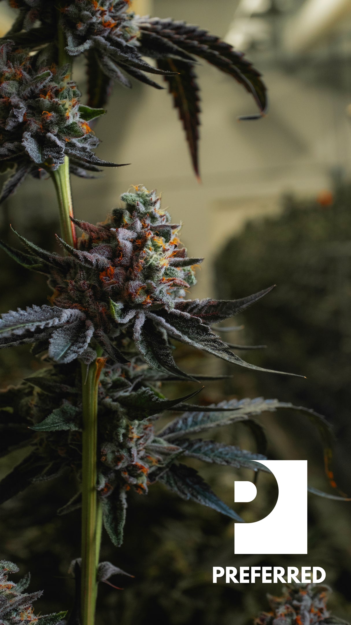 WALLPAPER 10 PACK *$0 Digital Download*