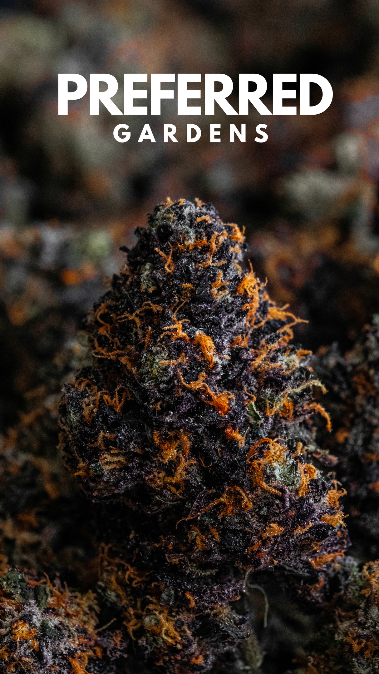 WALLPAPER 10 PACK *$0 Digital Download*