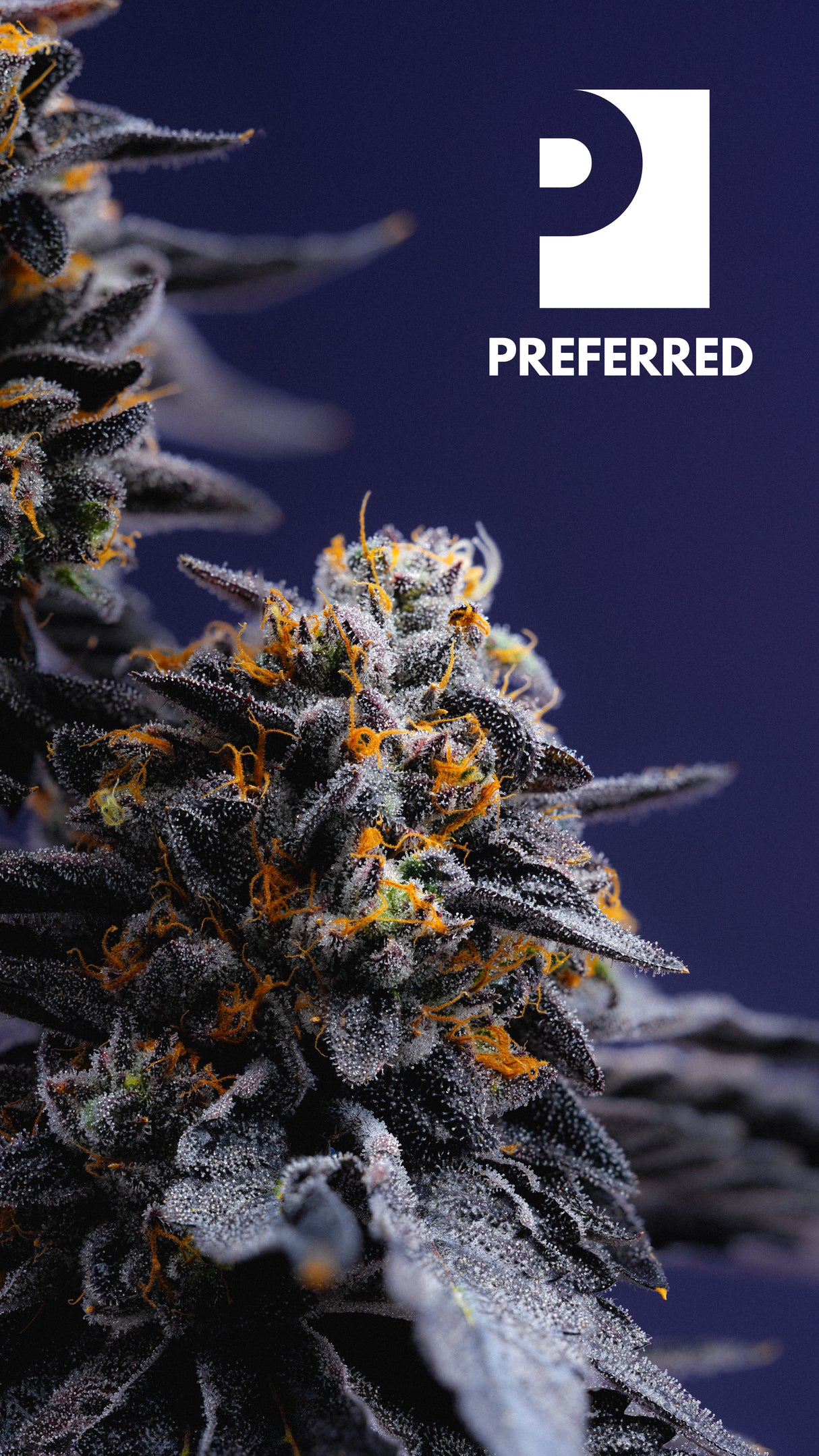 WALLPAPER 10 PACK *$0 Digital Download*