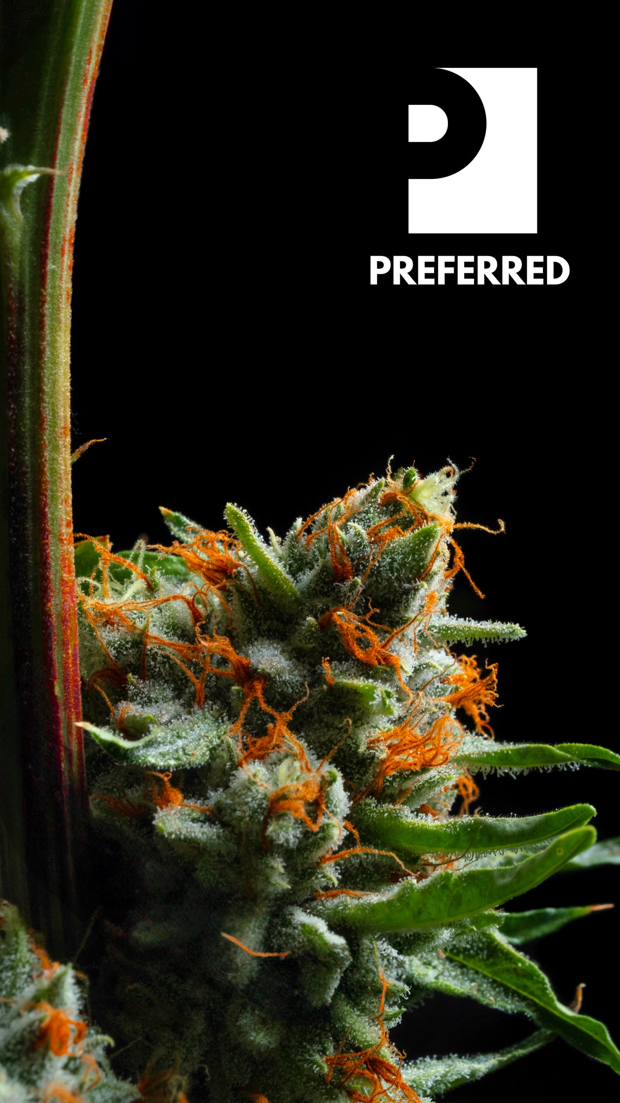 WALLPAPER 10 PACK *$0 Digital Download*