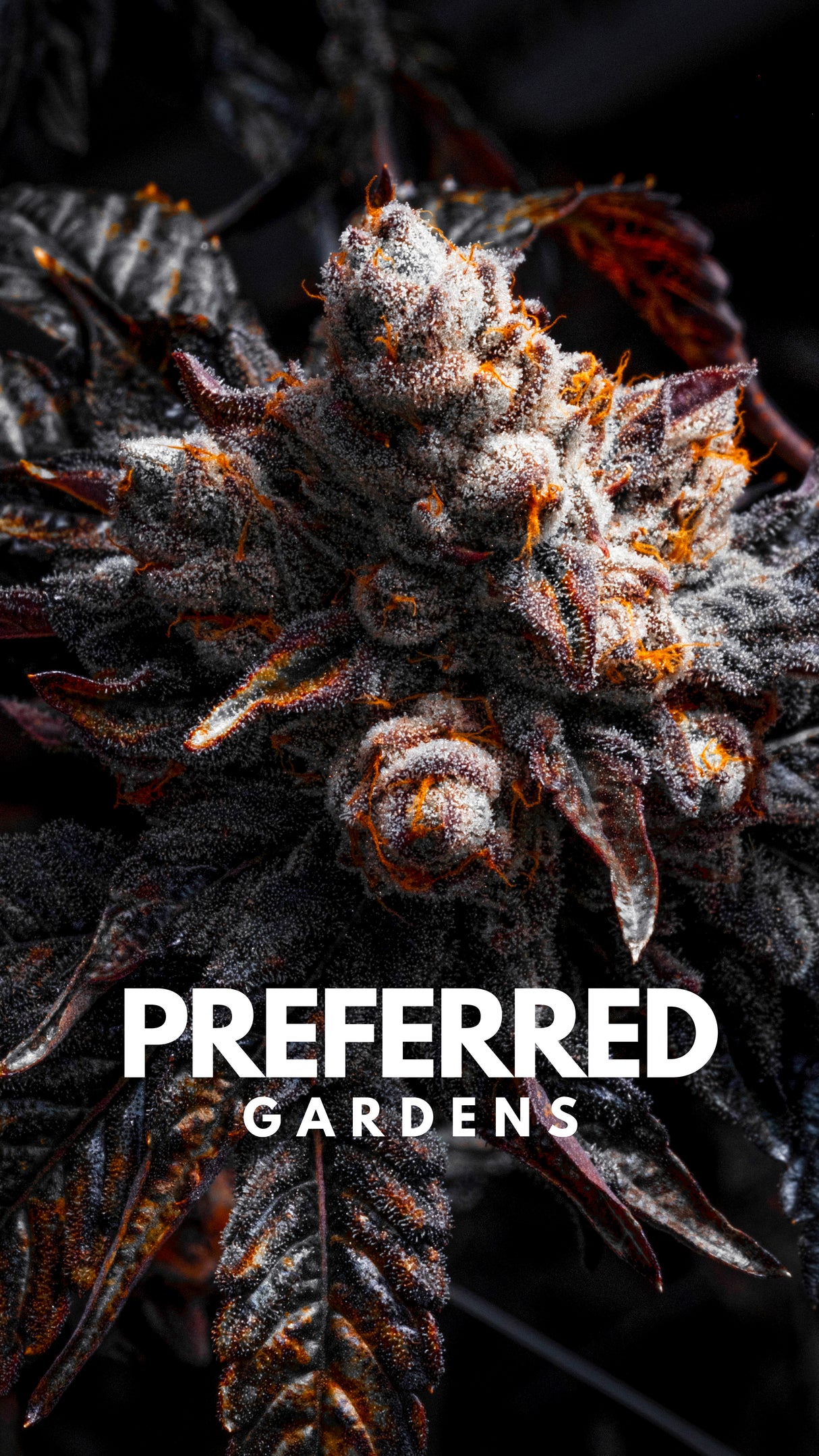 WALLPAPER 10 PACK *$0 Digital Download*