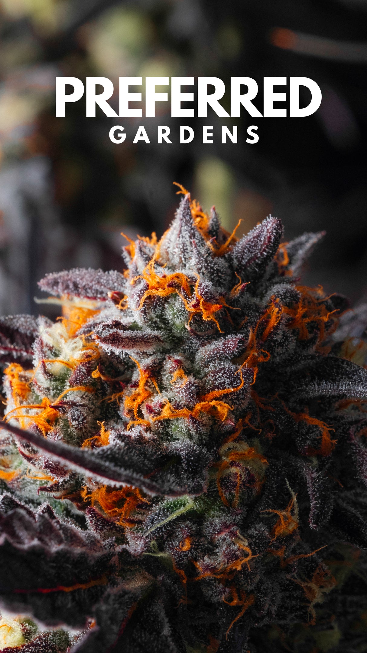 WALLPAPER 10 PACK *$0 Digital Download*