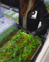 The Zip By Preferred - Black (Unisex)